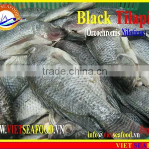 FROZEN BLACK TILAPIA WHOLE ROUND thumbnail-2