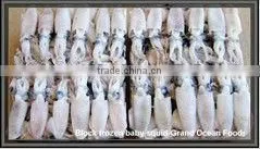 Frozen Chinese Baby Squid thumbnail-1