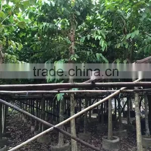 Lagerstroemia Speciosa Flower Plants thumbnail-4