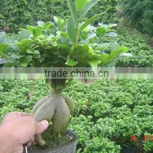 Ginseng Ficus Indoor Bonsai thumbnail-1