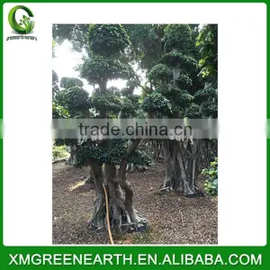 Ficus Microcarpa Bonsai 3m (3) thumbnail-2