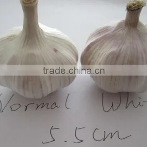 Fresh Garlic thumbnail-1