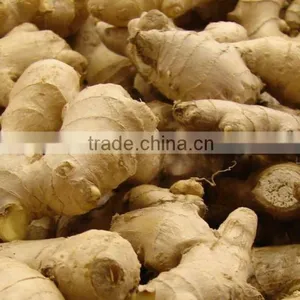 Chinese Fresh Ginger for Sale thumbnail-6