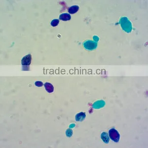 Medical Science Subject and Biological Tissue Cells Slides / Prepared Microscope Slide / Microbiology Prepared Slides thumbnail-1