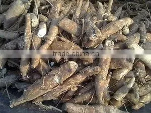 Tapioca thumbnail-1