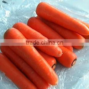 Fresh Carrot 2016 Crop thumbnail-1