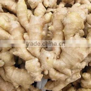 Wholesale Organic Common Cultivation Type Fresh Ginger thumbnail-2