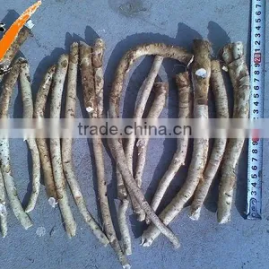 Fresh Horseradish thumbnail-1