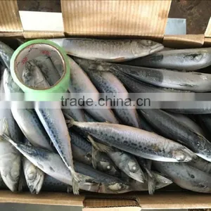 Frozen Pacific Mackerel thumbnail-1