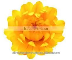 Helichrysum Oil thumbnail-3