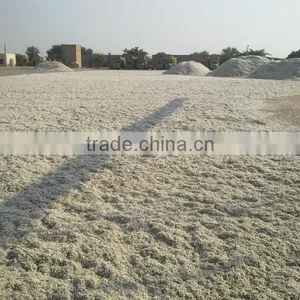 Cotton Seed thumbnail-4