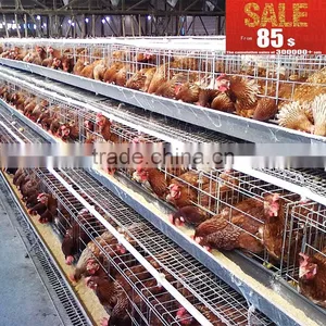 INNAER Factory Supply All Kinds Chicken Coops for Poultry Chicken Farm thumbnail-2