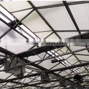Factory Price Greeenhouse Tomato Seed thumbnail-4