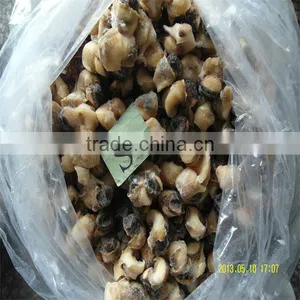 Frozen Sea Conch Shell thumbnail-1