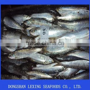 Frozen W/R Sardine for Tuna Bait thumbnail-1
