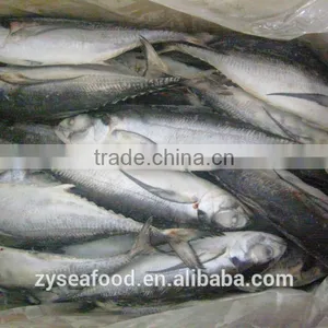 Frozen Jack Mackerel/Trachurus Symmetricus Supplier thumbnail-2