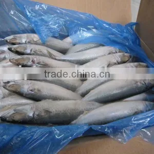 Frozen Mackerel Fish thumbnail-1