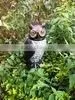 Wind Animal Repeller to Scare Bird thumbnail-3