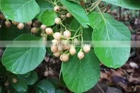 CORDIA DICHOTOMA thumbnail-1