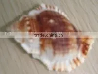 Fashion Shell Jewelry/fashion Shell Necklace/inexpensive Shell Jewelry/DIY Jewelry/shell Accessories/children's Jewelry thumbnail-1