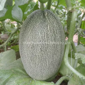 Good Taste F1 Hybrid Hami Melon Seeds Price thumbnail-2