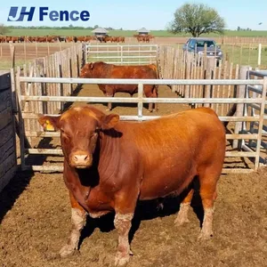 Versatile Cattle Panel: Adaptable for Building Secure Feeding Areas, Breeding Pens, and Handling Facilities thumbnail-1