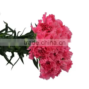 New Deep Pink Carnation Flower Decorating thumbnail-4