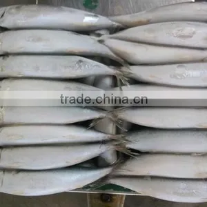 Frozen Mackerel 150-200g 200-300g 300-400g thumbnail-1