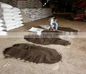 Black Pepper thumbnail-2