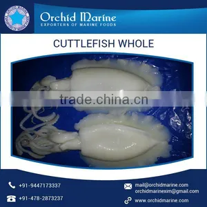 BABY Cuttlefish WHOLE FRESH FROZEN thumbnail-5