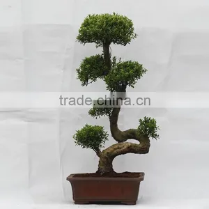Indoor&outdoor Big Ficus S Shape thumbnail-3