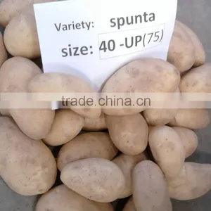 Fresh Potato thumbnail-1