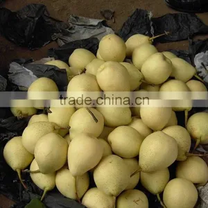 Fresh Ya Pear Fruit for Middle East Market thumbnail-6
