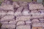 Supplying Chinese Garlic/pure White/normal White thumbnail-1