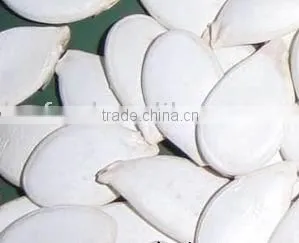 White Pumpkin Seed thumbnail-1