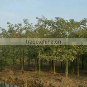 Gossampinus Malabarica Cotton Trees Seedling From China thumbnail-3