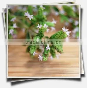 100% PURE SWEET MARJORAM OIL thumbnail-2