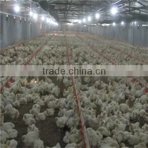 Automatic Chicken Feeder Pan Equipment thumbnail-2