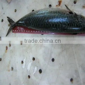 High Quality Food and Fish Frozen thumbnail-1
