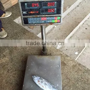 Seafrozen 300-500G Whole Round Frozen Bonito Frozen Frigate Tuna thumbnail-1