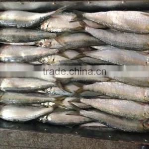 2016 Hot Sale Land Frozen Sardine For Bait thumbnail-1