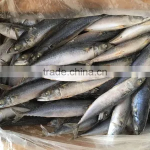 Chinese Frozen Seafood Frozen Fish thumbnail-3