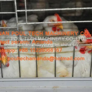 Saudi Arabia Broiler Farming A Frame Full Automatic Broiler Cage & Chicken Coop & Hot Galvanized Cage to Improve Meat Production thumbnail-2