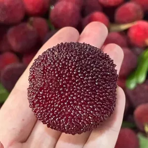 Yangme Trees Plating Fruit Trees From China Myrica Ruba Trees thumbnail-1