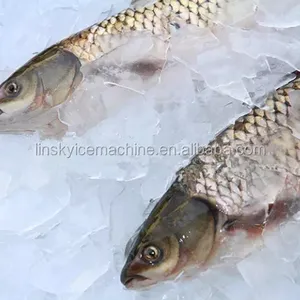 Linsky 20Ton/24hr Plate Ice Machinery for Seafood Market thumbnail-4