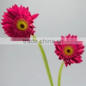Factory Purple Petal Gerbera Fresh Flower thumbnail-1