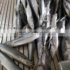 Frozen Whole Round Spanish Mackerel (scomberomorus Niphonius) thumbnail-3