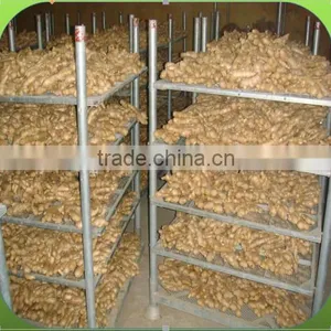 GINGER PRICE IN CHINA thumbnail-3