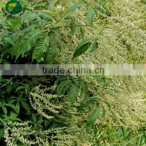 100%Pure and Natural Vitex Negundo Oil thumbnail-1
