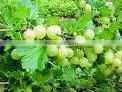 Amla Oil Natural thumbnail-1